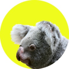 Koala-Gruppenkarte_3.jpg
